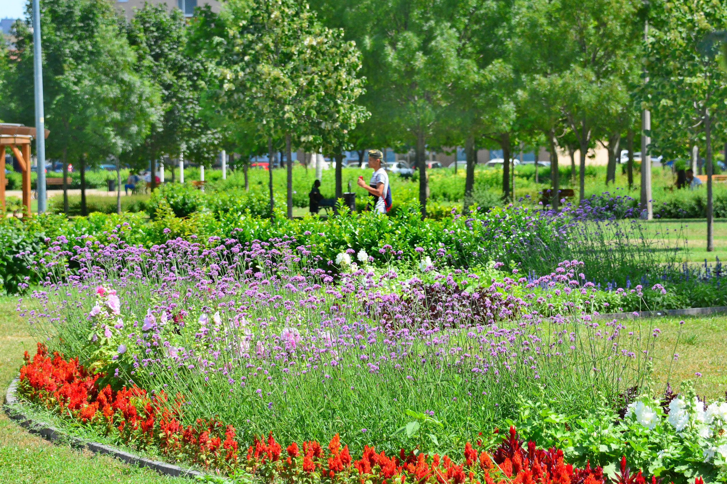 Egyre szebben pompáznak városszerte az egynyári virágok a parkokban